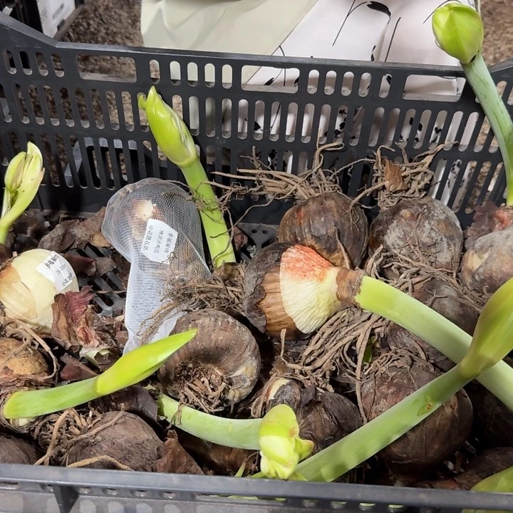 多福莱特直径8cm花后无售后