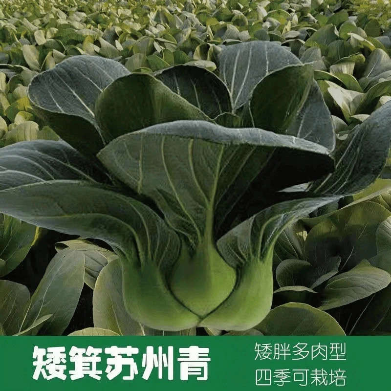 【五袋包邮】黑大头青梗菜矮脚黑叶苏州青种子上海青菜种子小