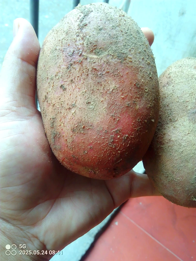 红皮黄心小土豆新鲜现挖高山种植粉面糯香蔬菜