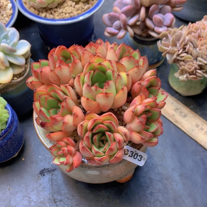 K***…一物一拍含盆土满38包邮B303