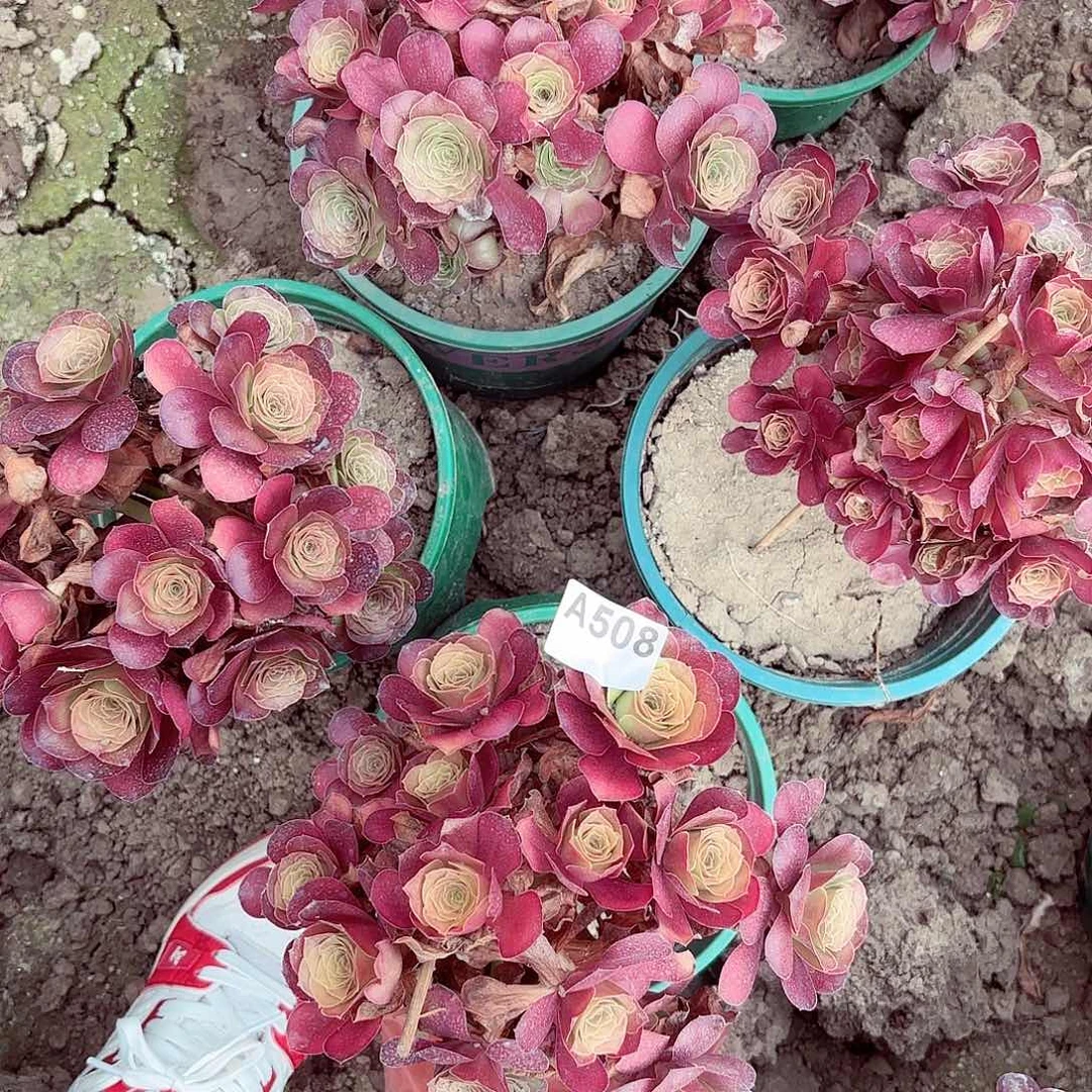 魅金玫瑰8-1偏远不包邮