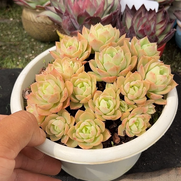 哈密瓜一物一拍包装收缩花旱