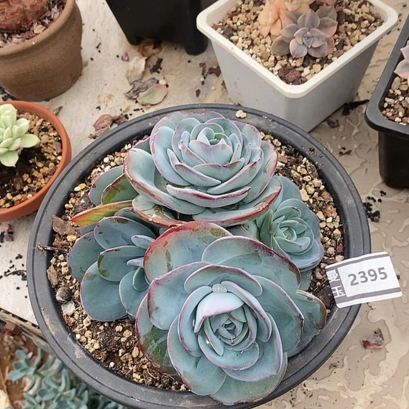 【闪购商品】布鲁蓝2395