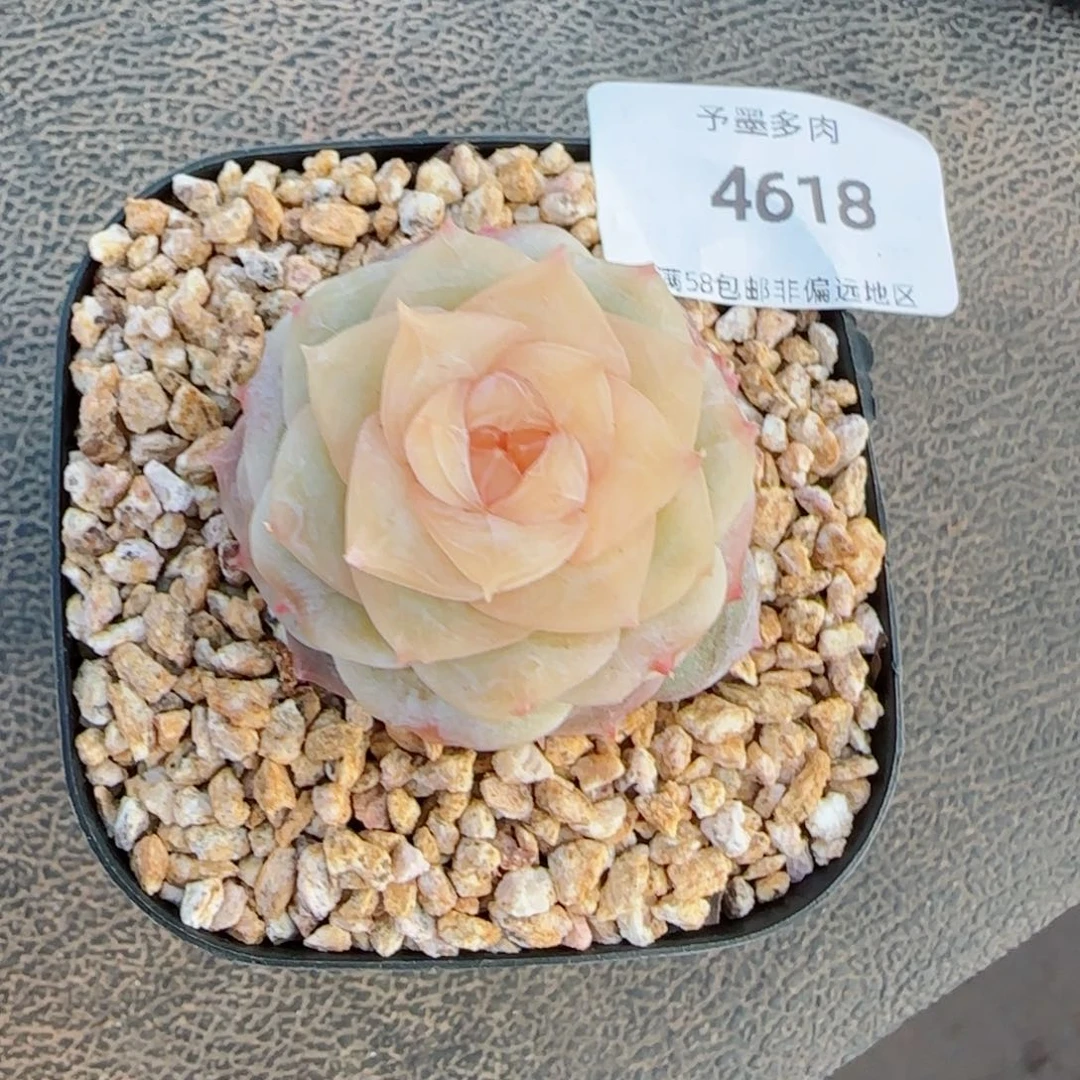 童话，4618多肉植物