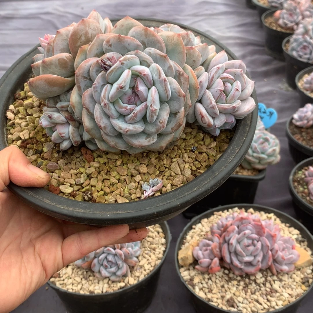 无花朵哈哈哈哈哈哈哈哈哈8