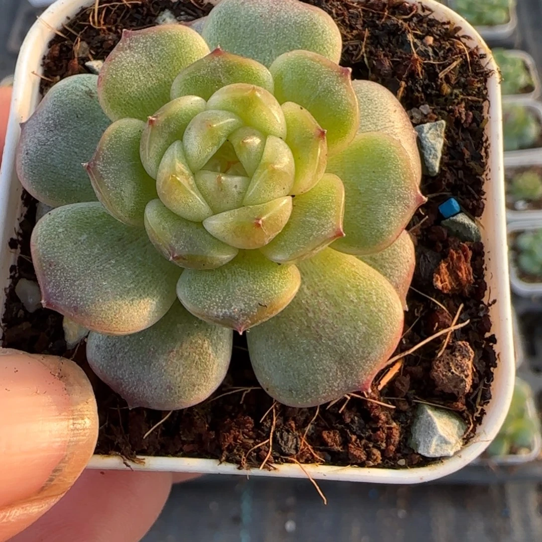 小卡拉米糖心一物一拍