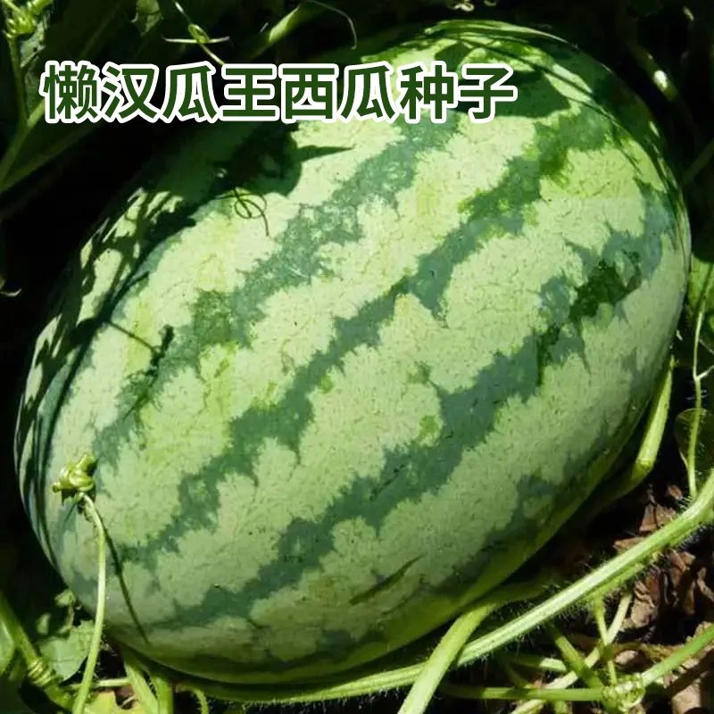懒汉瓜王西瓜种子巨型瓜王孑苗免整枝特大西瓜种春夏四季超甜高产