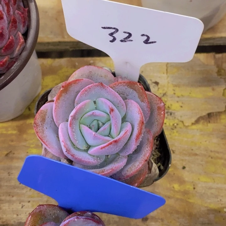 煨**两多肉植物，开心多肉