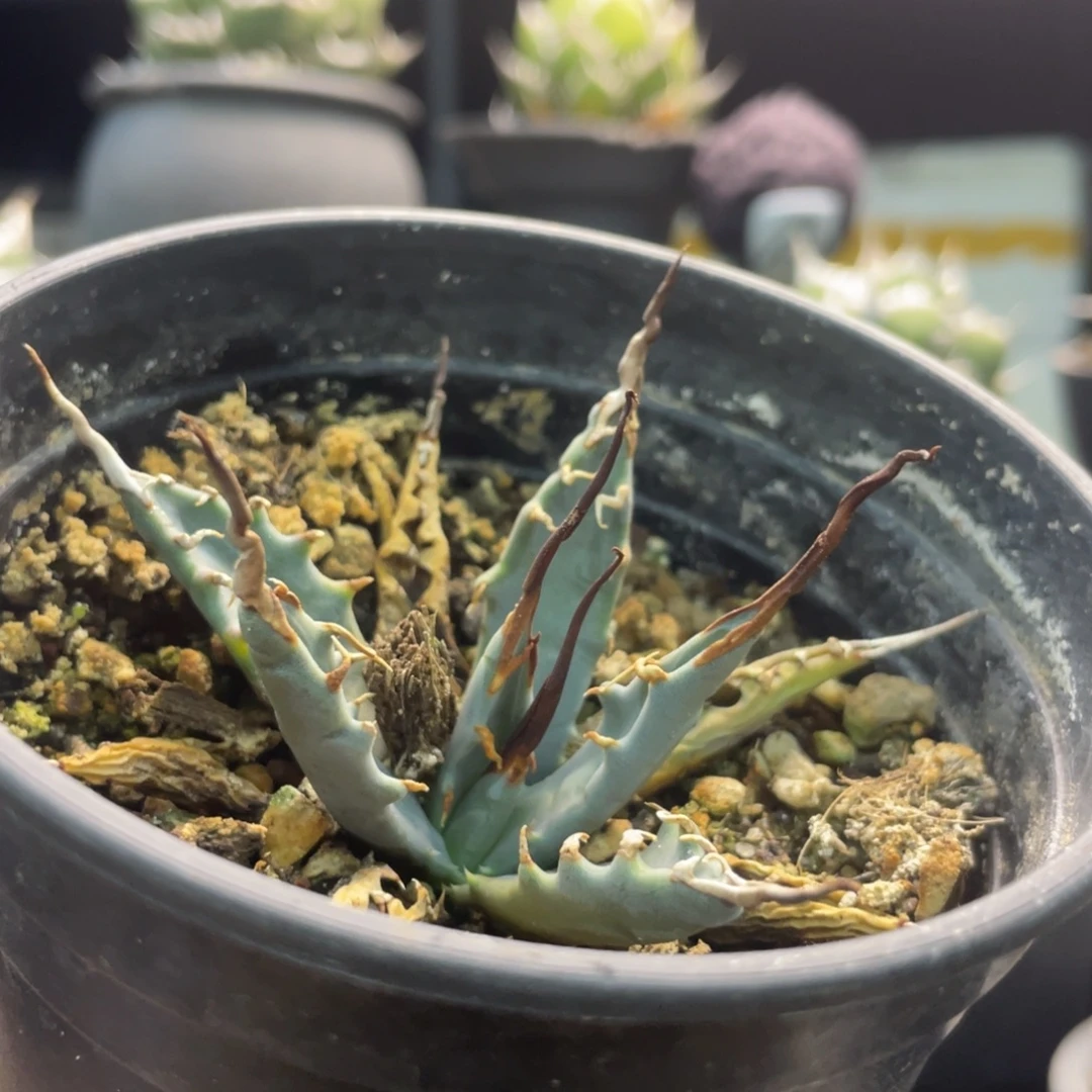 Eb曲妖88888888888888