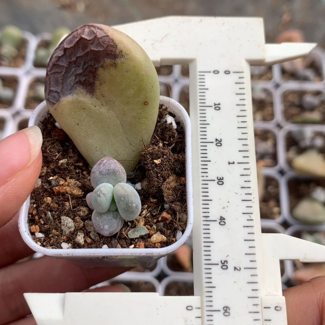 韩国黄油油煎奶酪多肉