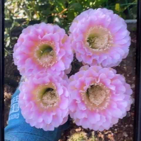 无花朵31号彩草仙人球侧芽