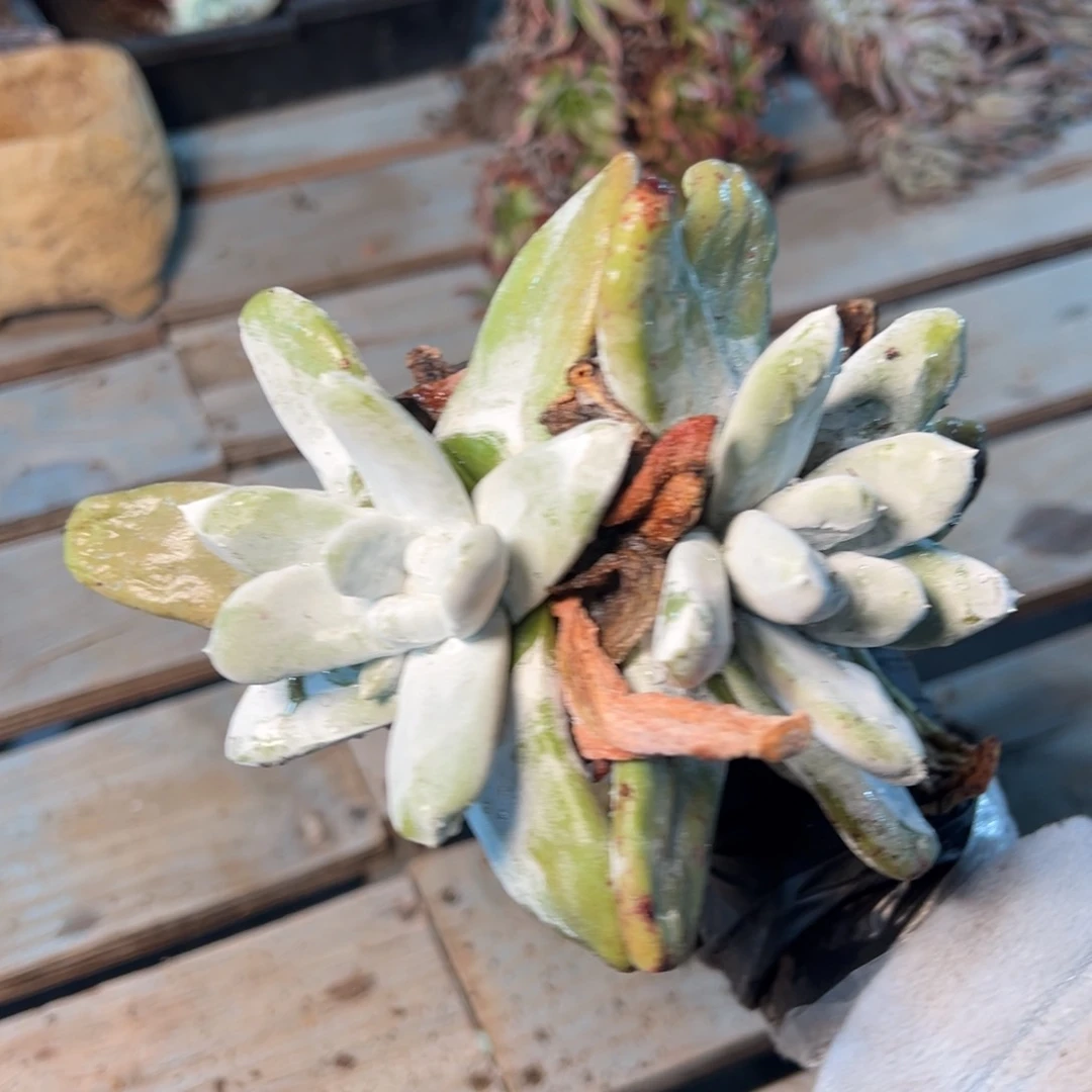 193个哈哈哈哈哈哈哈哈