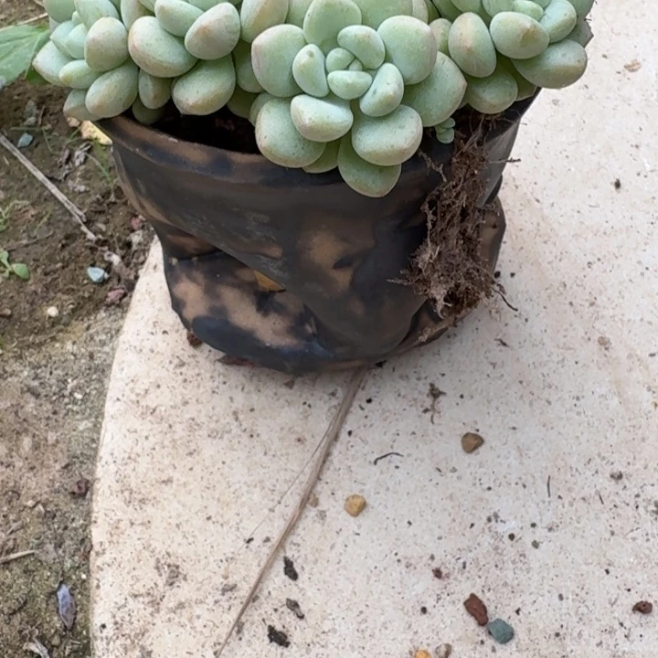 多肉植物泡泡花盆