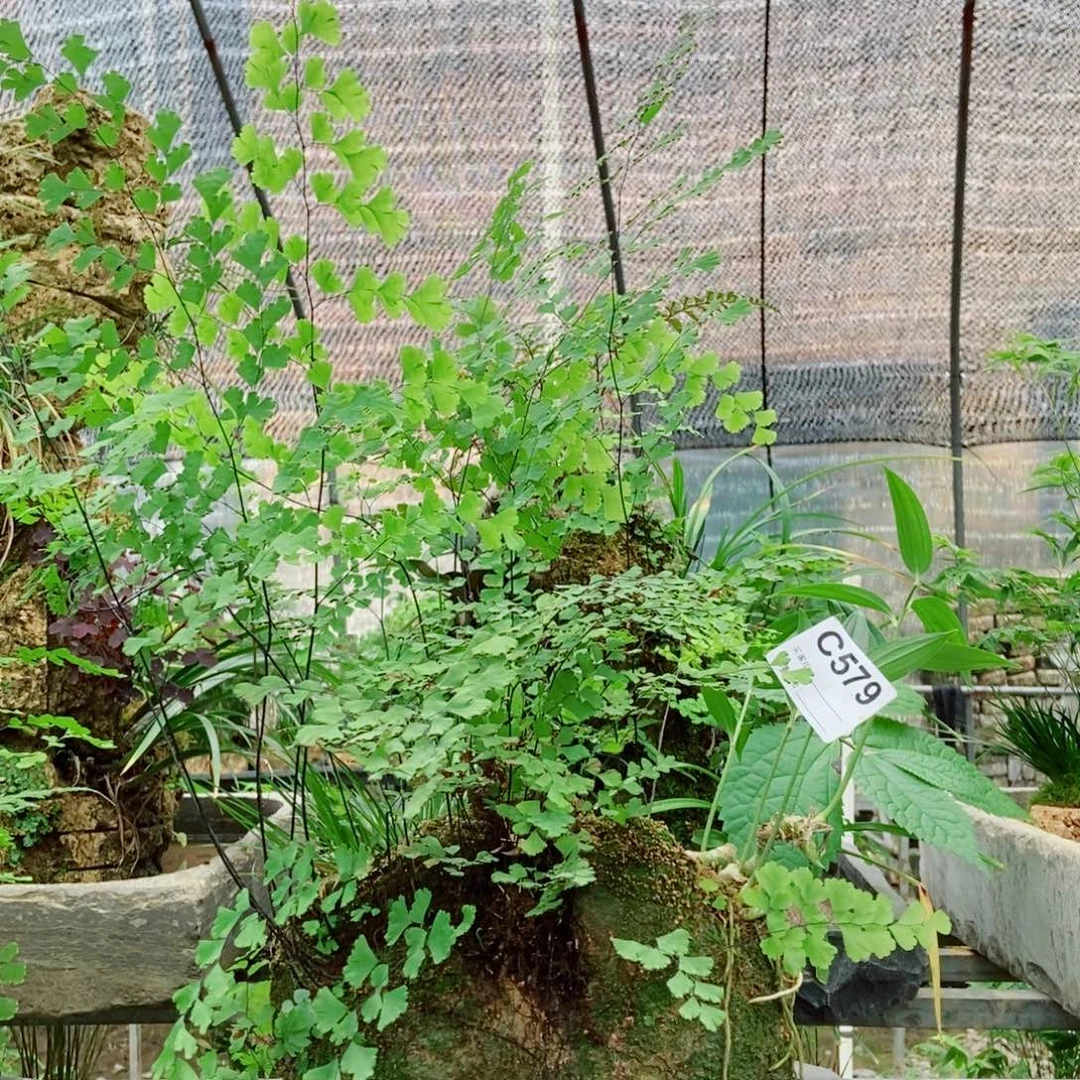 杍***弋无花朵111111111111111