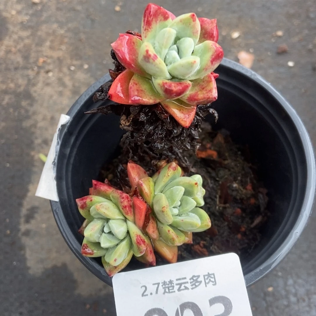 003厚叶玫瑰多肉植物