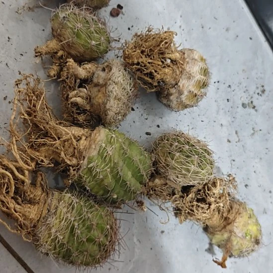 丽花属仙人球，实生播种带大
