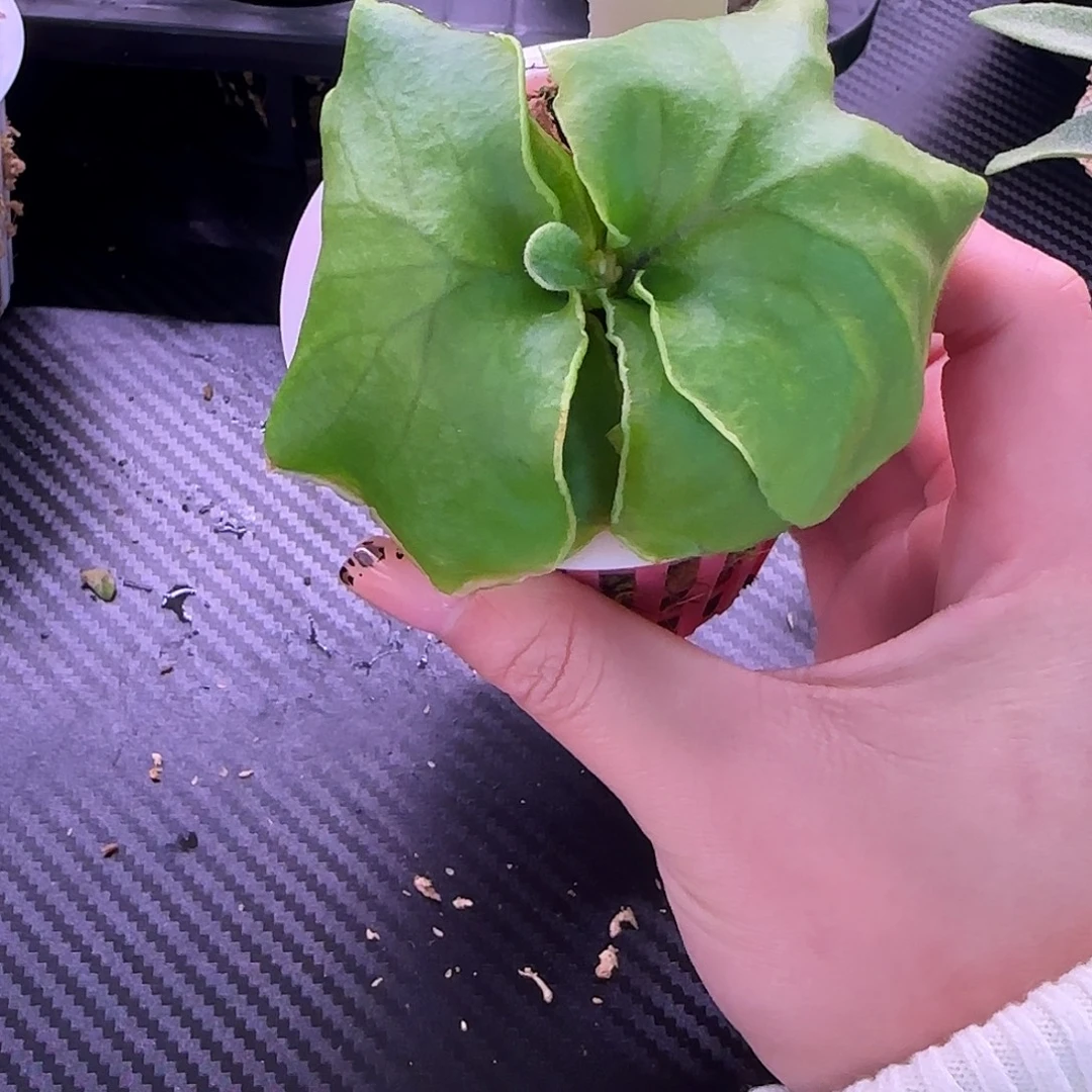 细叶亚猴鹿角蕨孢子苗