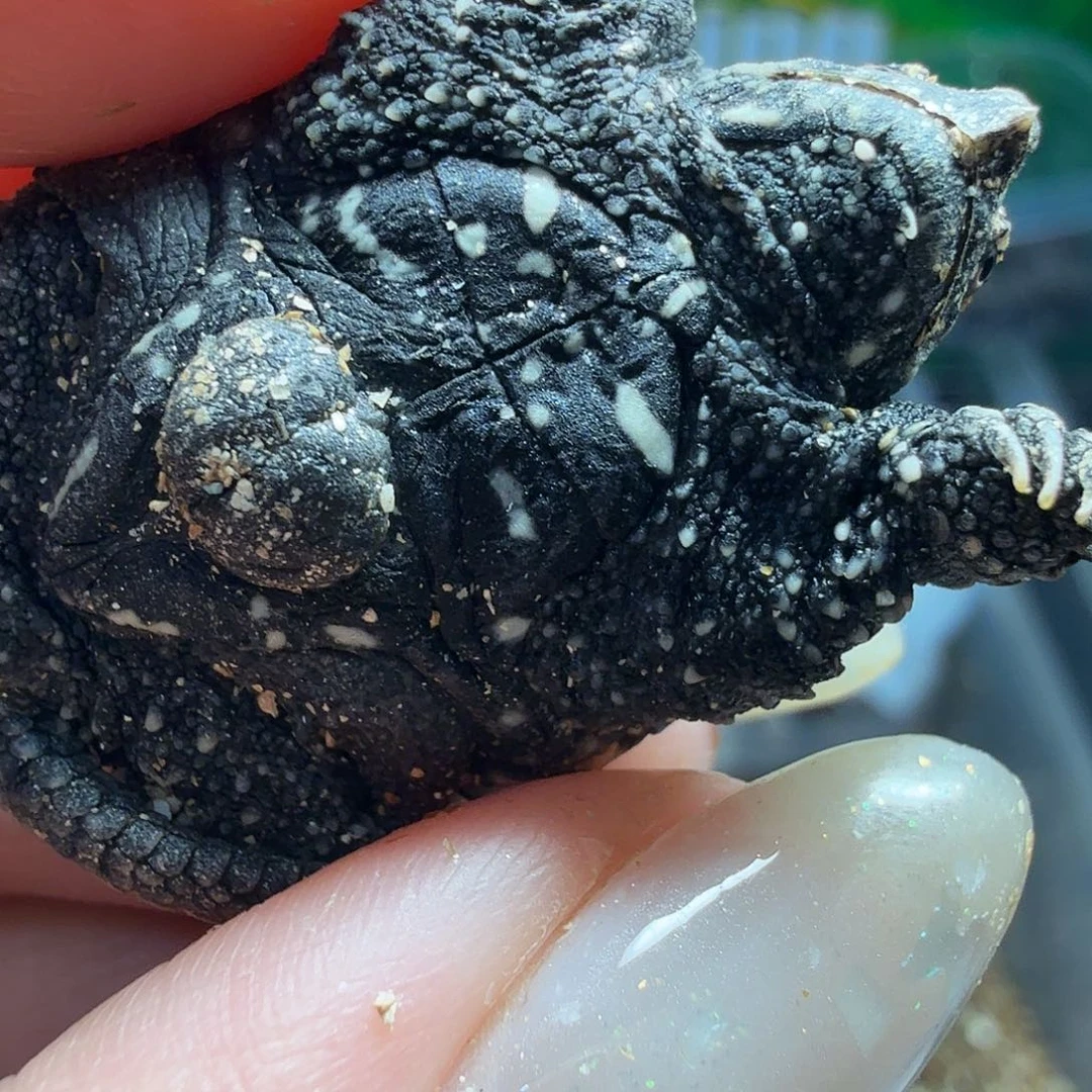 不分公母小鳄龟福利价1只98