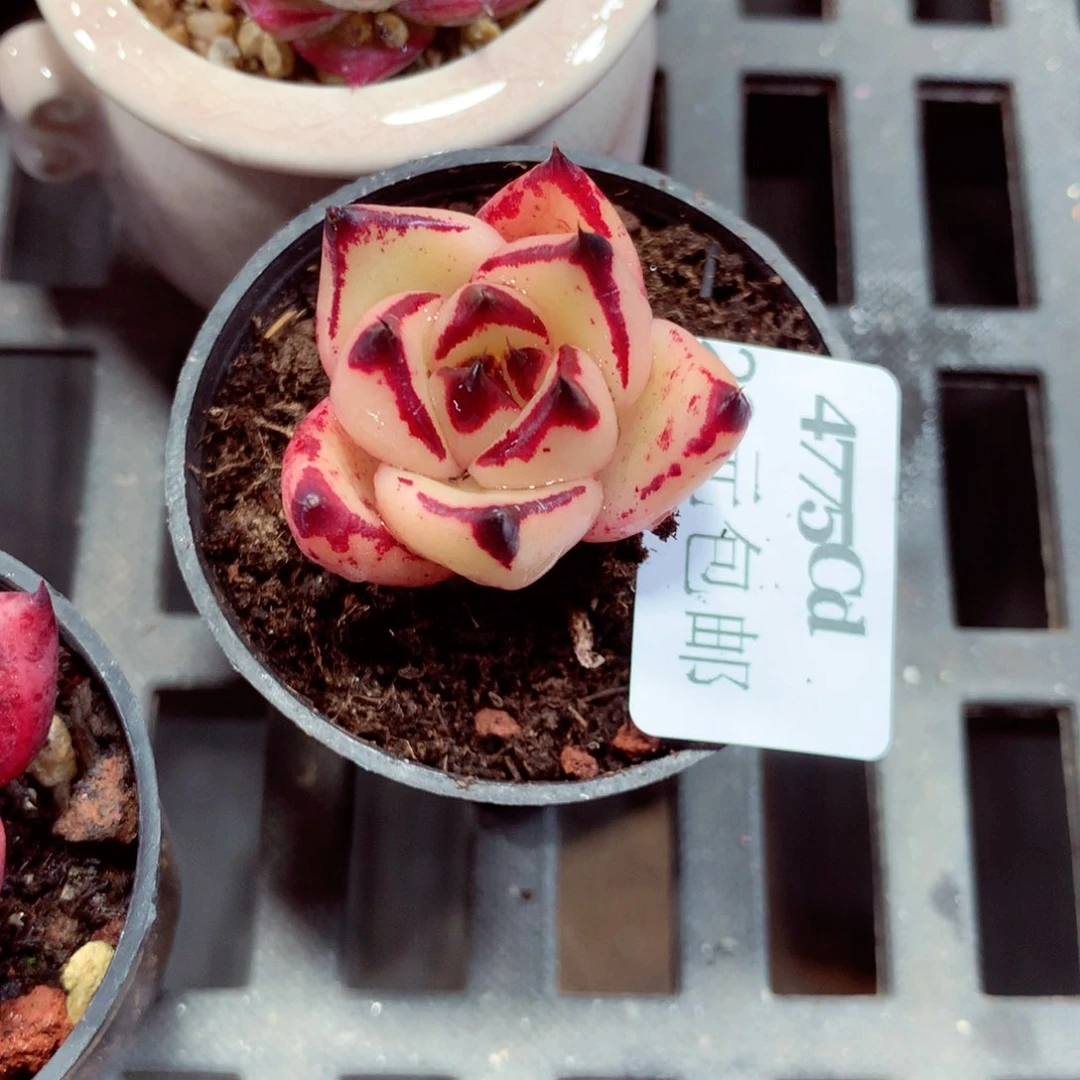 5厘米盆精控多肉4775