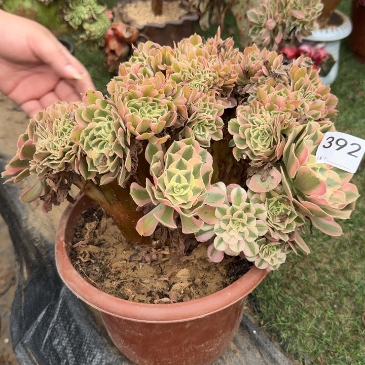 青苹果法师锦缀化392