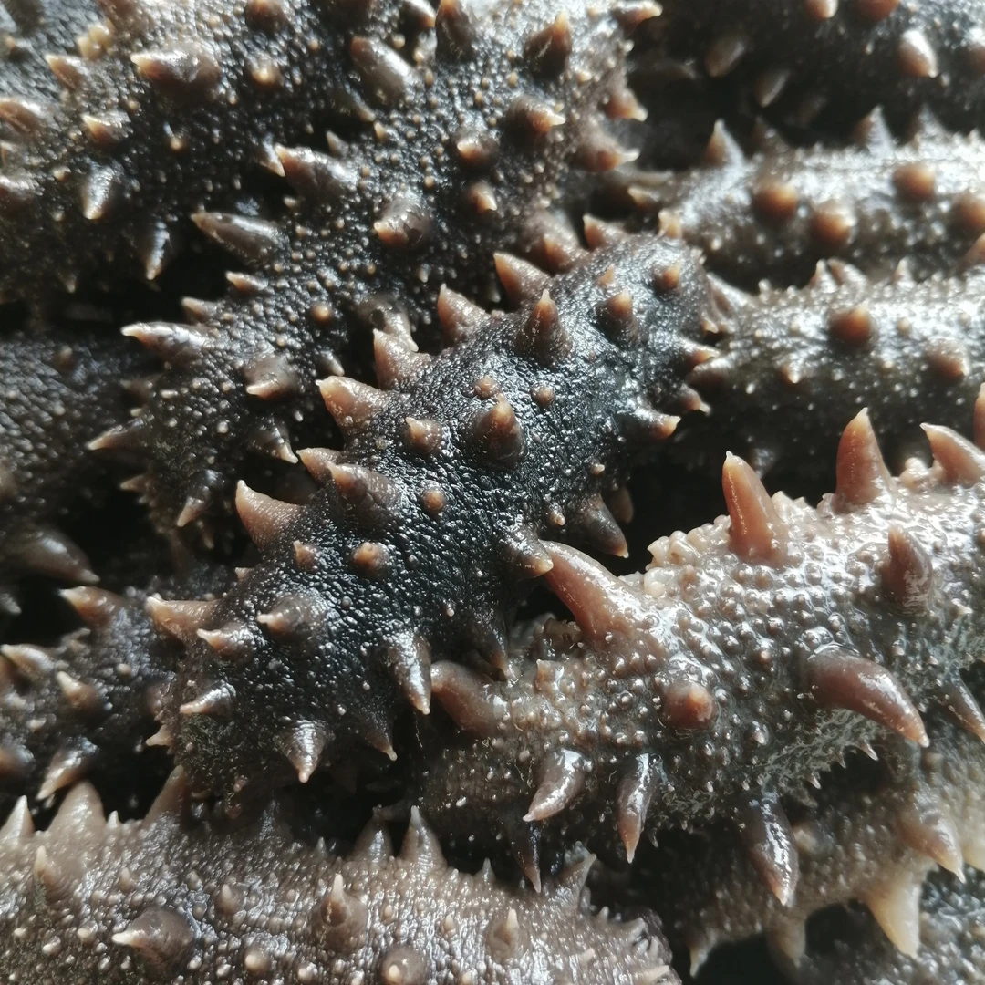 大连獐子岛 即食海参 30只 【礼盒装】（大规格）