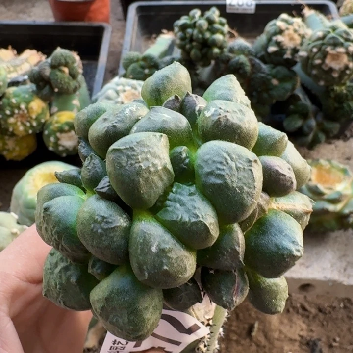 472光面连山牡丹群
