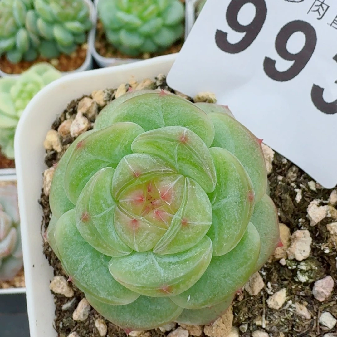 绿体圆叶珍妮            精美多肉植物