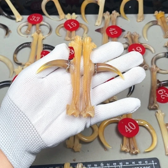 鸡骨（鸡脚）手串/手链佛****?