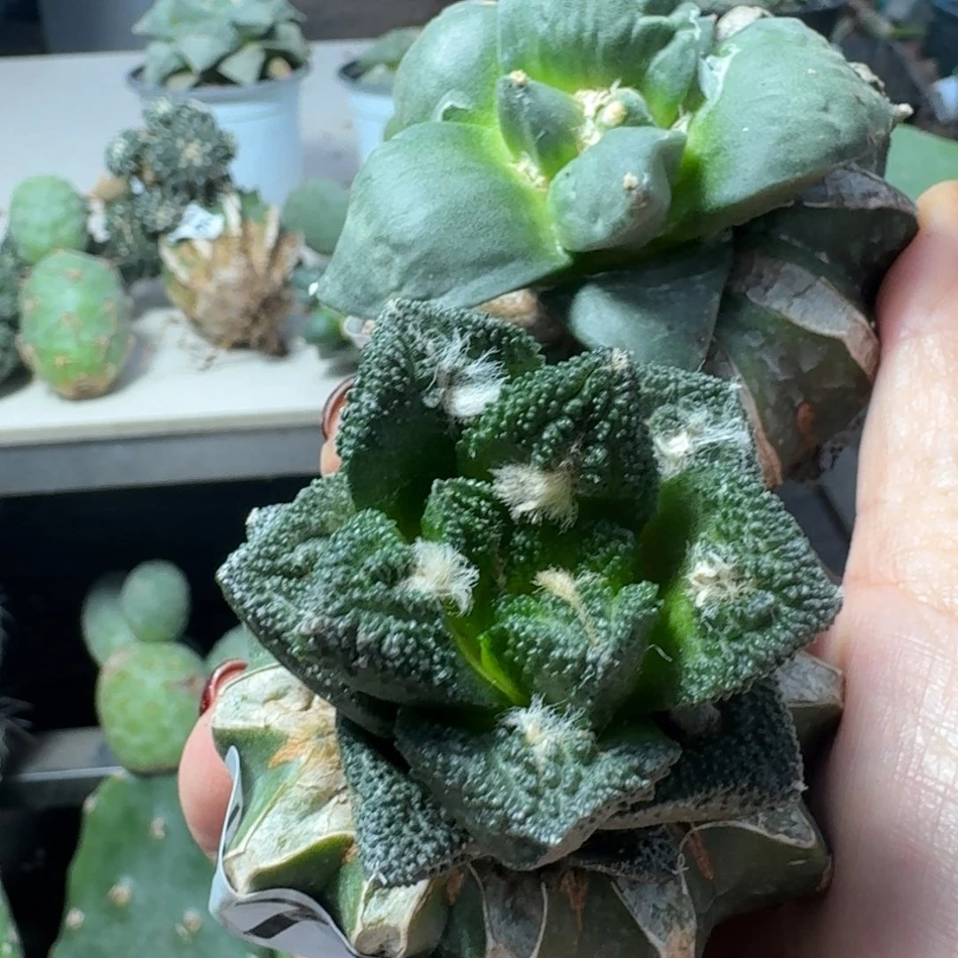 【闪购商品】无花朵过节福利两颗牡丹170173