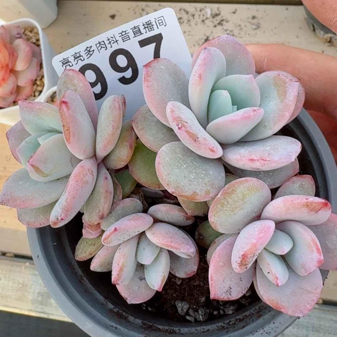 四头奶茶树桩         精品多肉