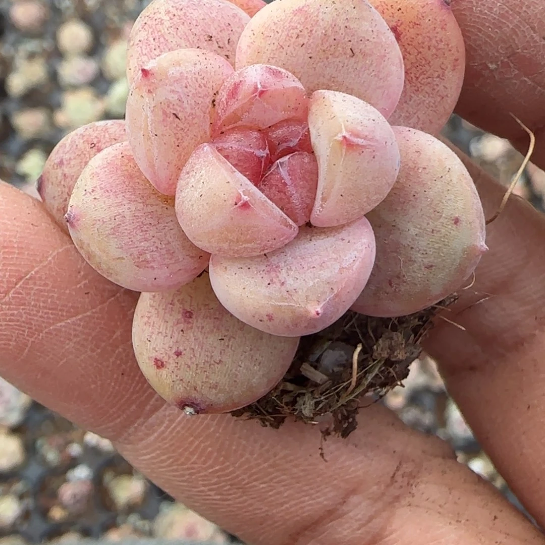 多肉小卡拉米糖心一物一拍