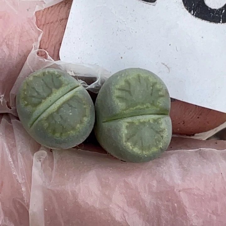 雪***瑰432绿菊两颗llllll