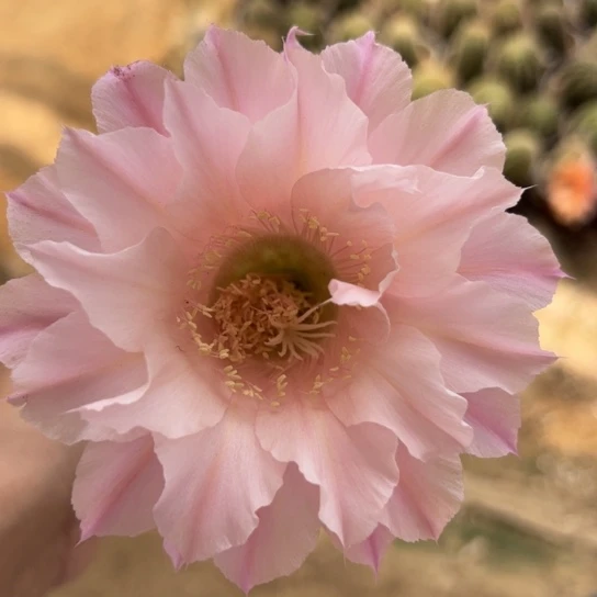 无花朵带根彩草229