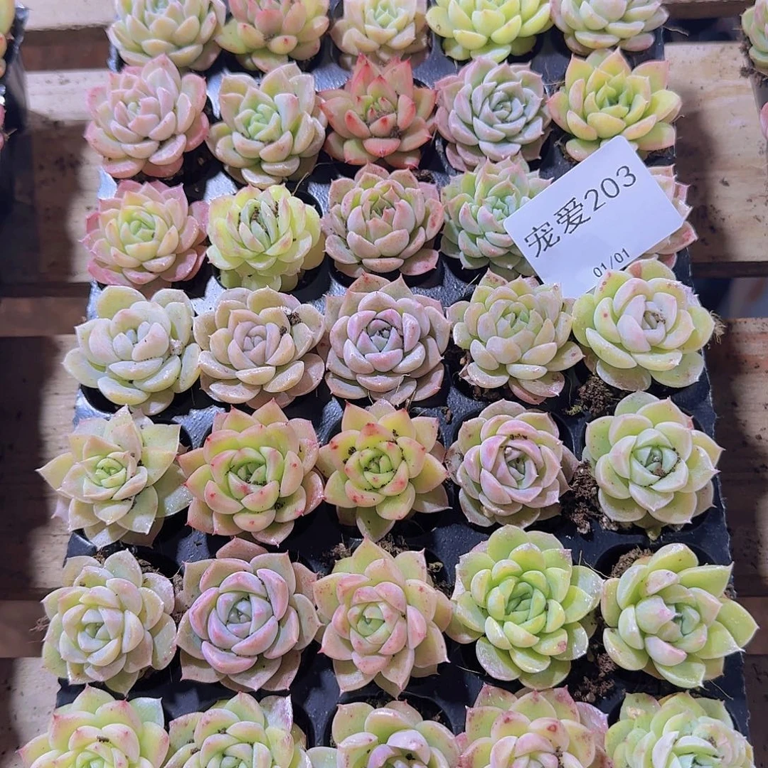 直播福利一物一拍203