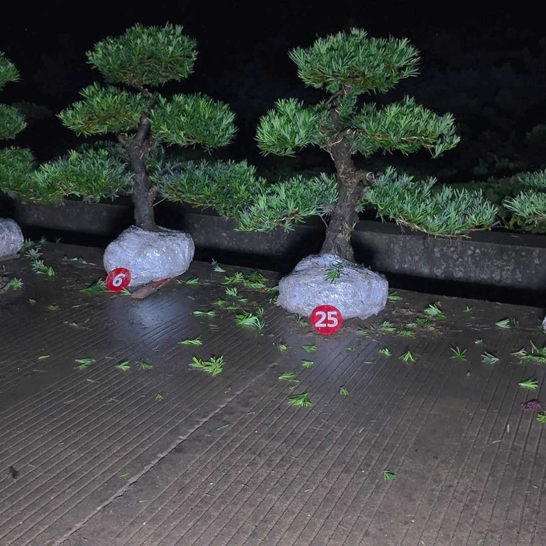 养***哥当前无花朵，栽培后可花朵