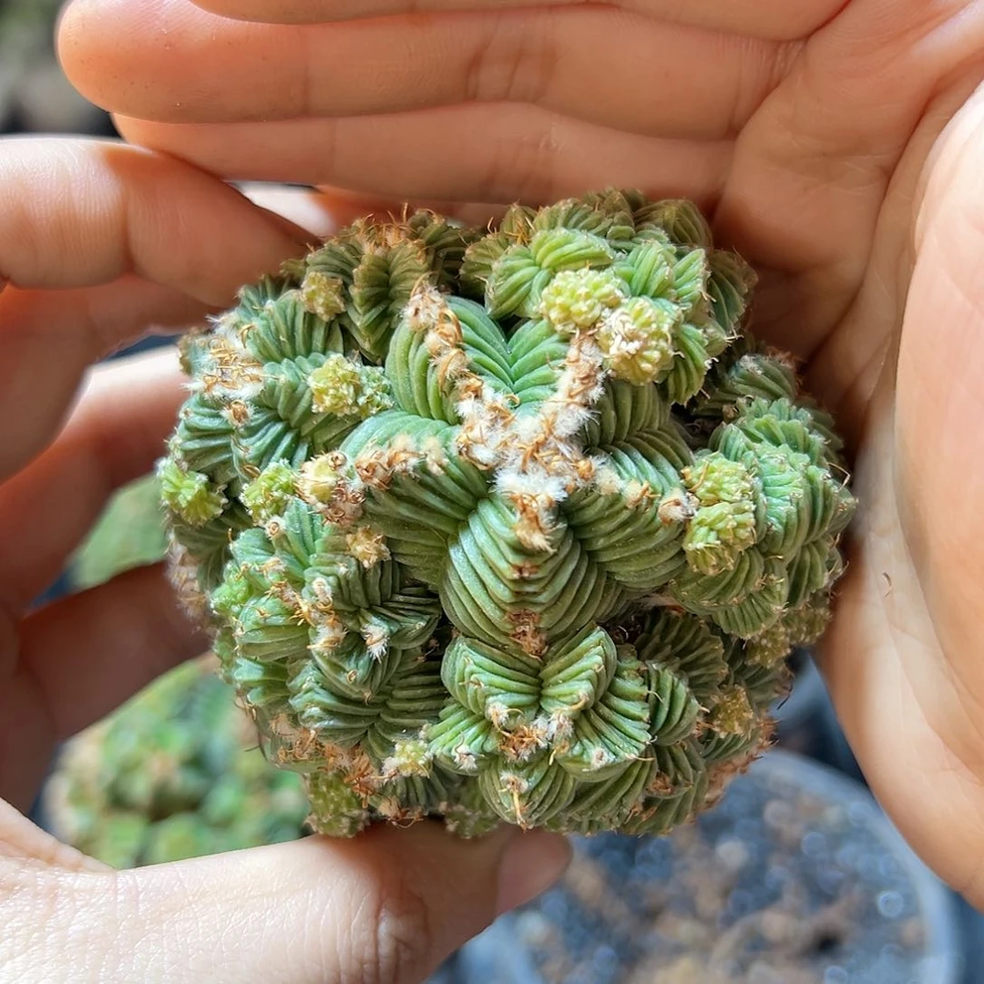 五星花笼带小木心无根7.5公分