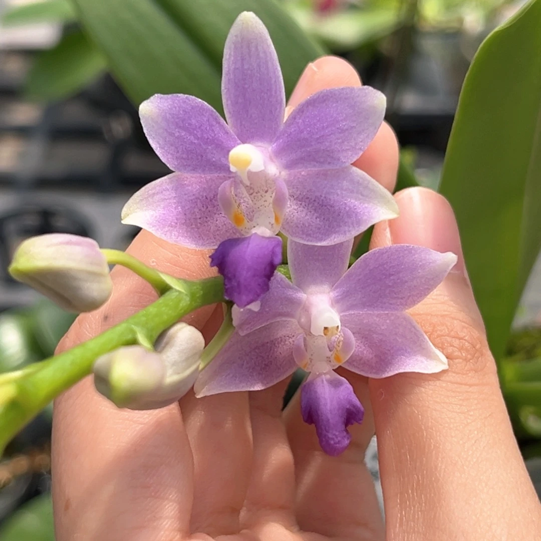完全开放3.5寸蓝星开花株