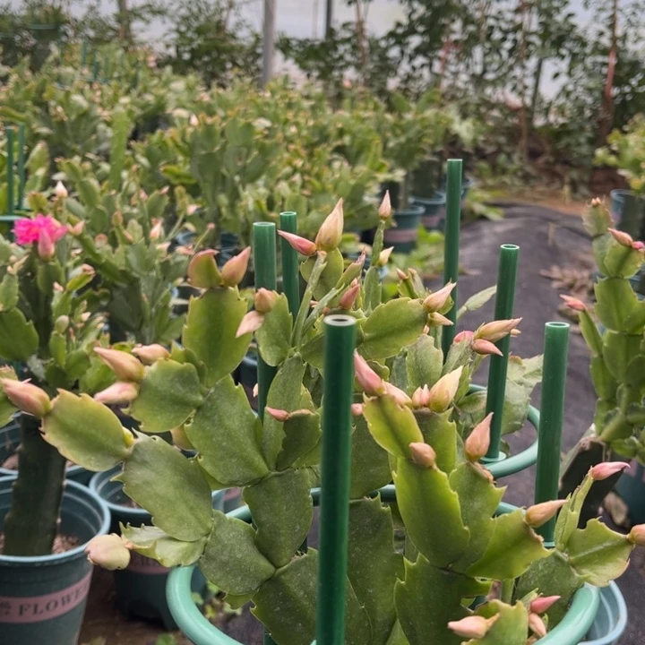 胡***子7号038粉000000000