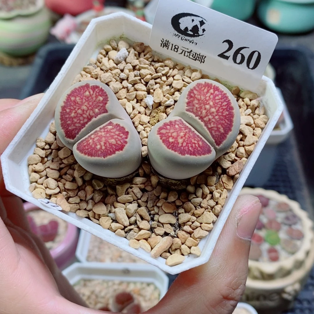 生石花花花花花花260
