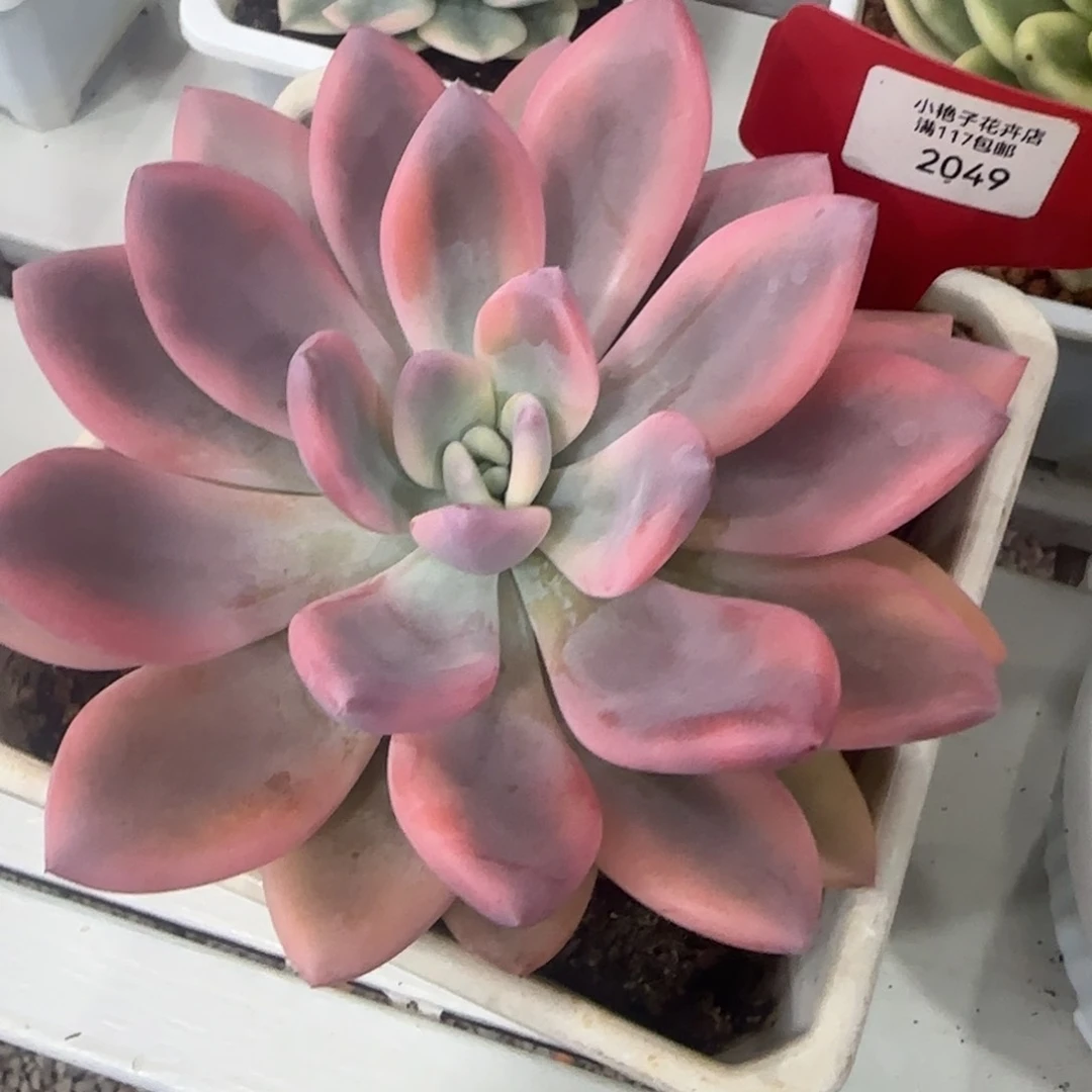 2049彩奥普锦多肉植物