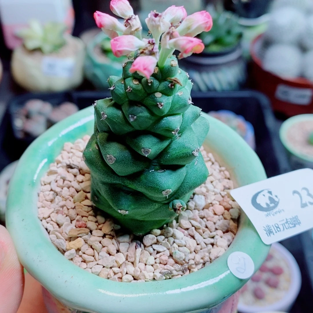生石花花花花花花花花234