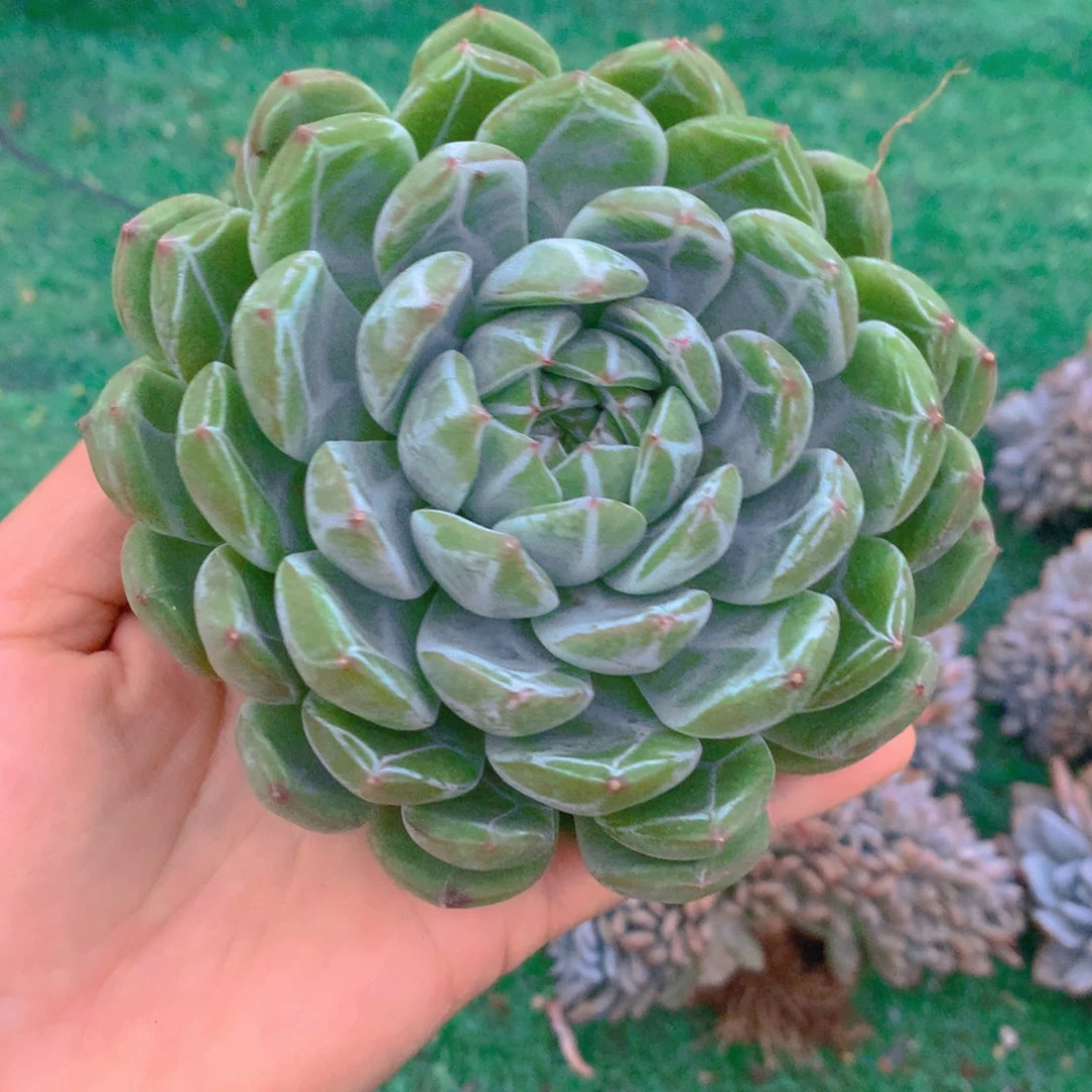 雪花1111111111111111