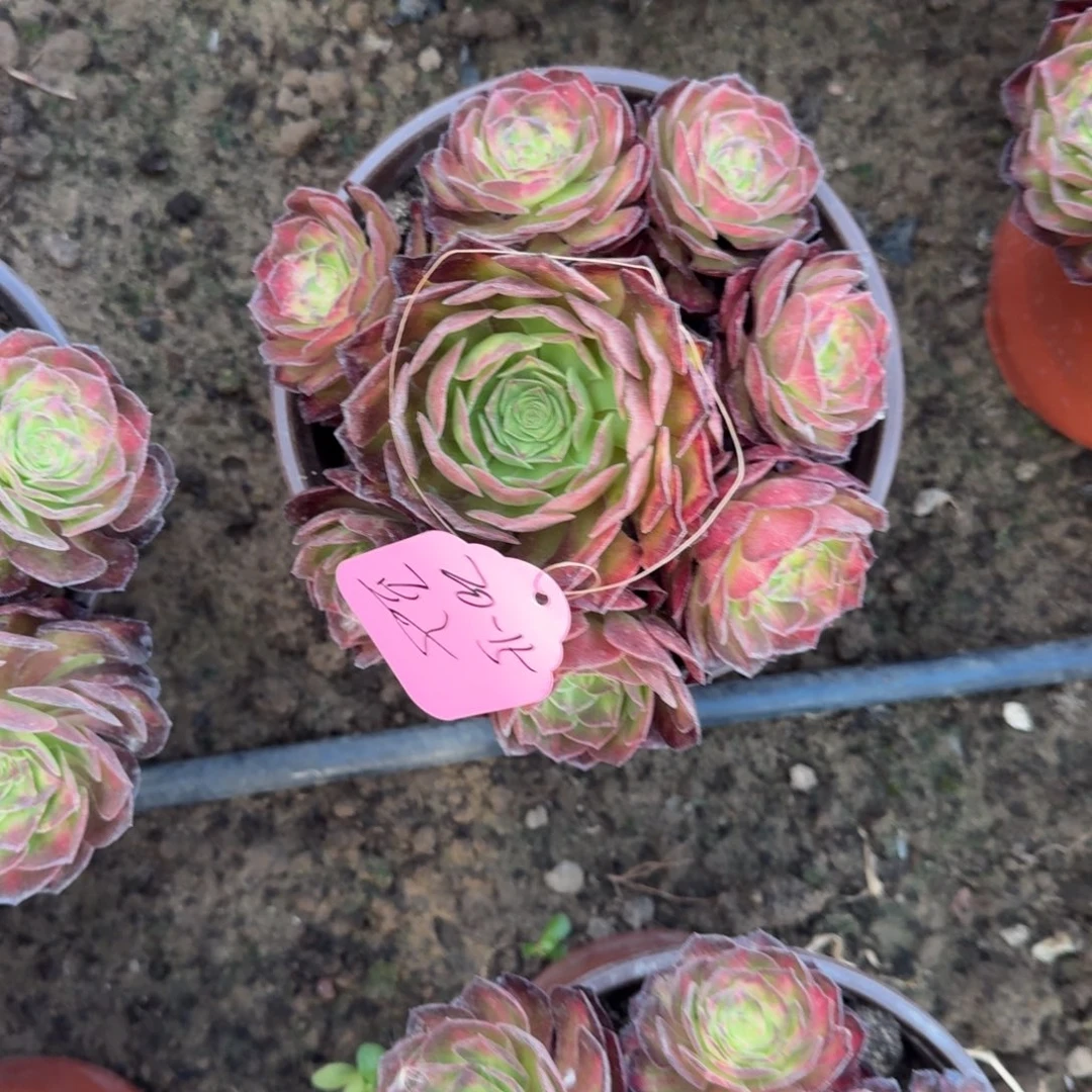 豆*法师海王七彩寄养20-16