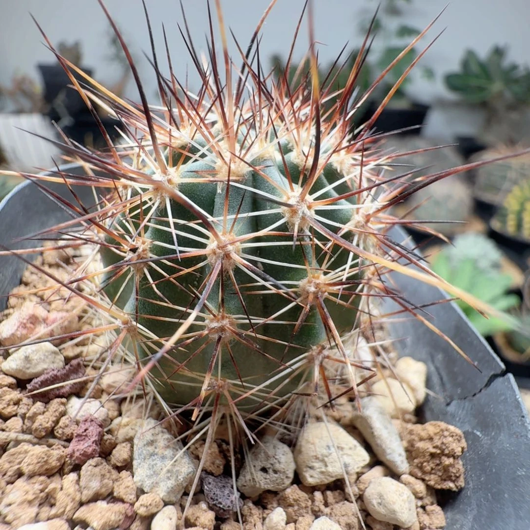 实生林氏幻虾脱土发货