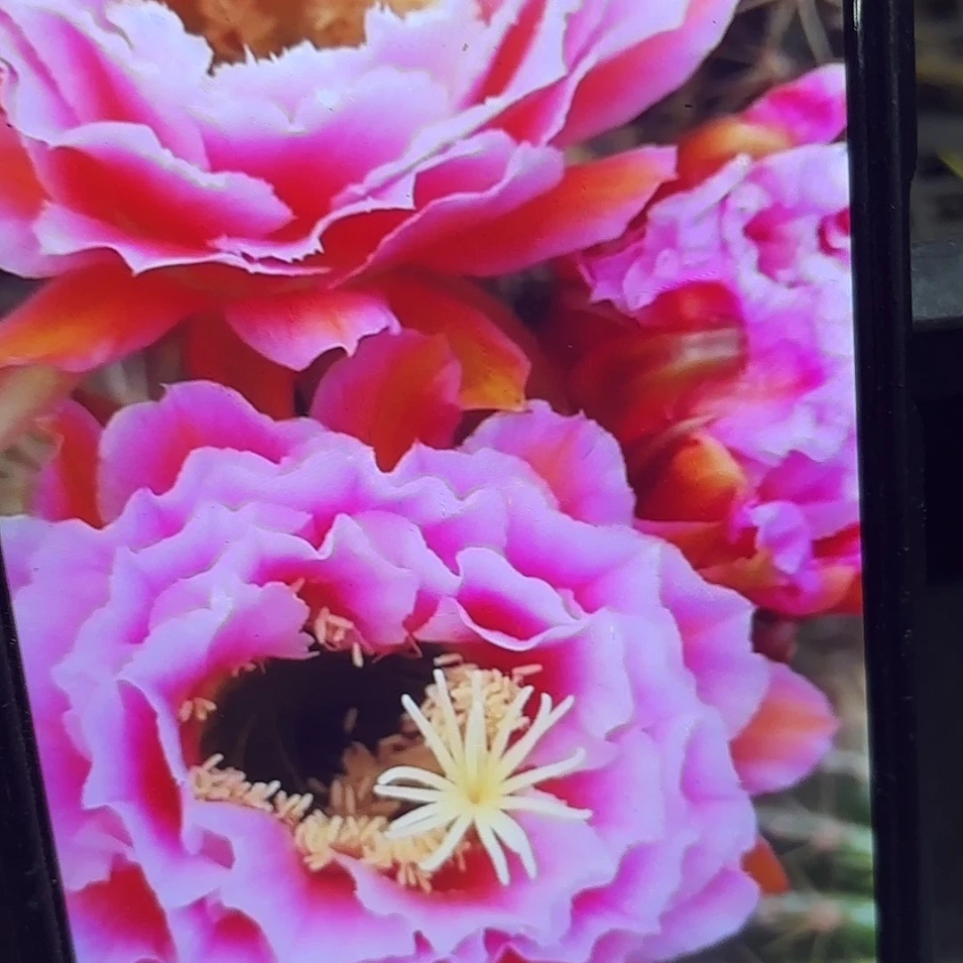 如意毛侧牙20包邮53