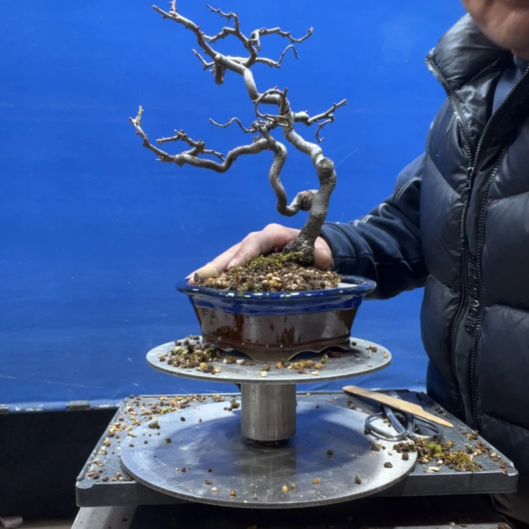 无花朵88888888888