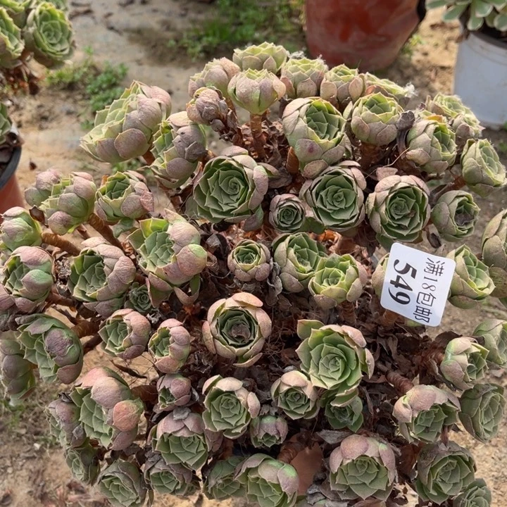 549万圣夜大绣球东西