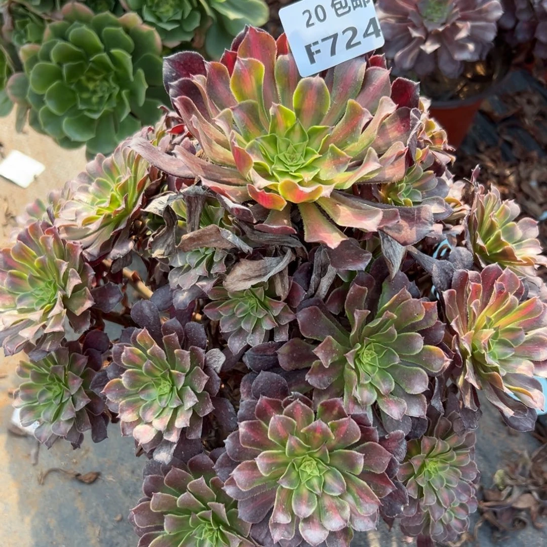 724月亮石，多肉法师