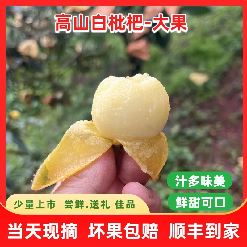 （精品大果）ZY千岛湖高山花香白枇杷新鲜水果顺丰礼盒装单果18-25g浙江省