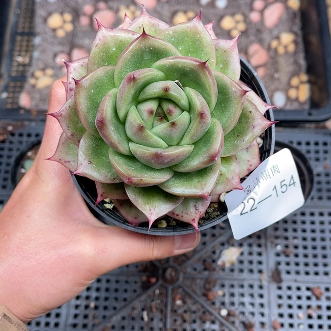 多肉一物一拍22-154